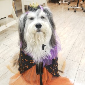 吉祥寺美容室 tabasa 看板犬　ハロウィン